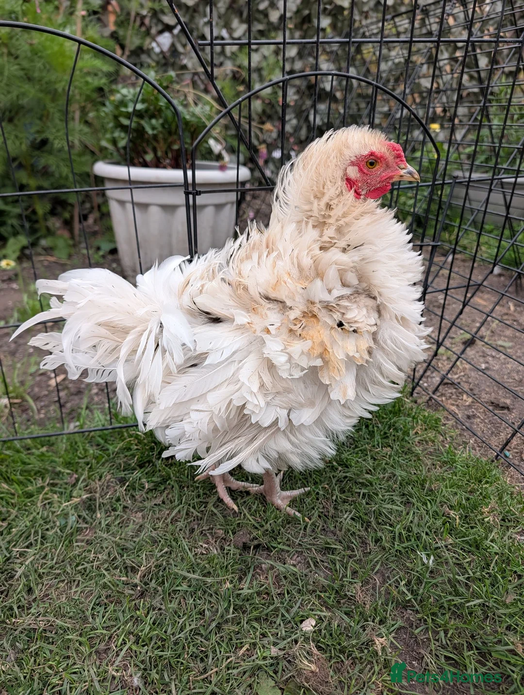 Chickens poultry for sale: Roosters need good home  - Advert 2