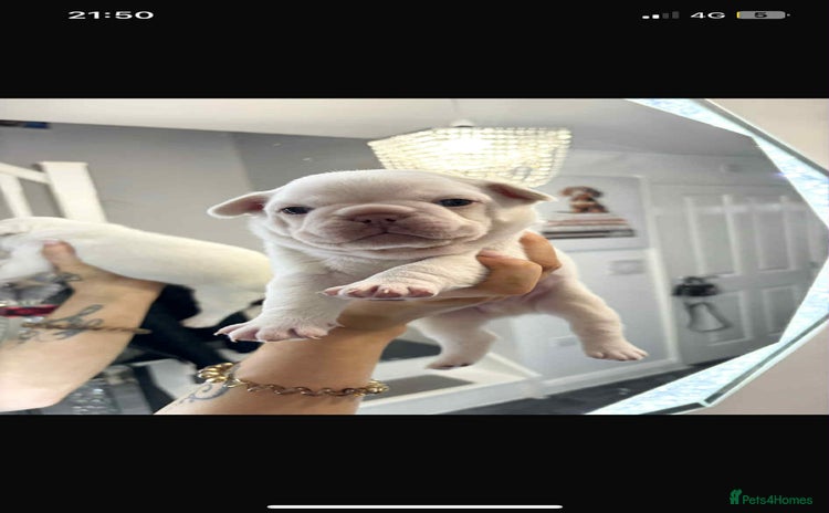 French Bulldog dogs - Advert 1