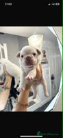 French Bulldog dogs - Advert 4