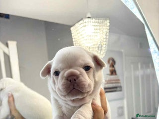 French Bulldog dogs - Advert 1