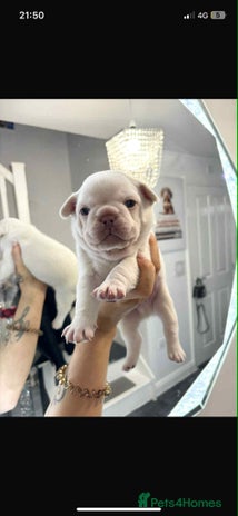 French Bulldog dogs - Advert 1