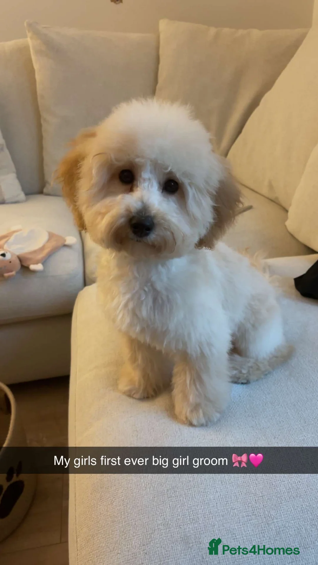 Poochon dogs for sale: Female Poochon  in Gravesend - Advert 1