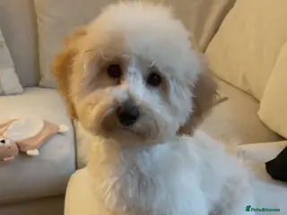 Poochon dogs Female Poochon in Gravesend - Advert 2