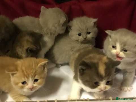 British Shorthair cats FULL PEDIGREE WITH PAPERS/REGISTERED & VACCINATED - Advert 2