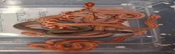 Corn Snake reptiles for sale: Corn snake morphs  - Advert 2