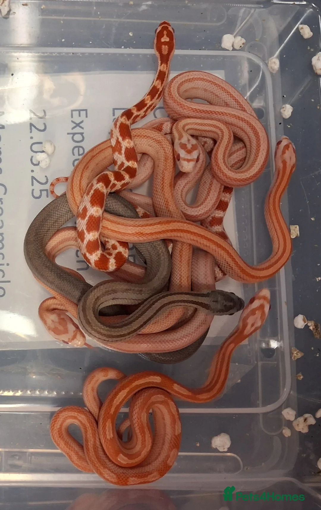 Corn Snake reptiles for sale: Corn snake morphs  - Advert 2