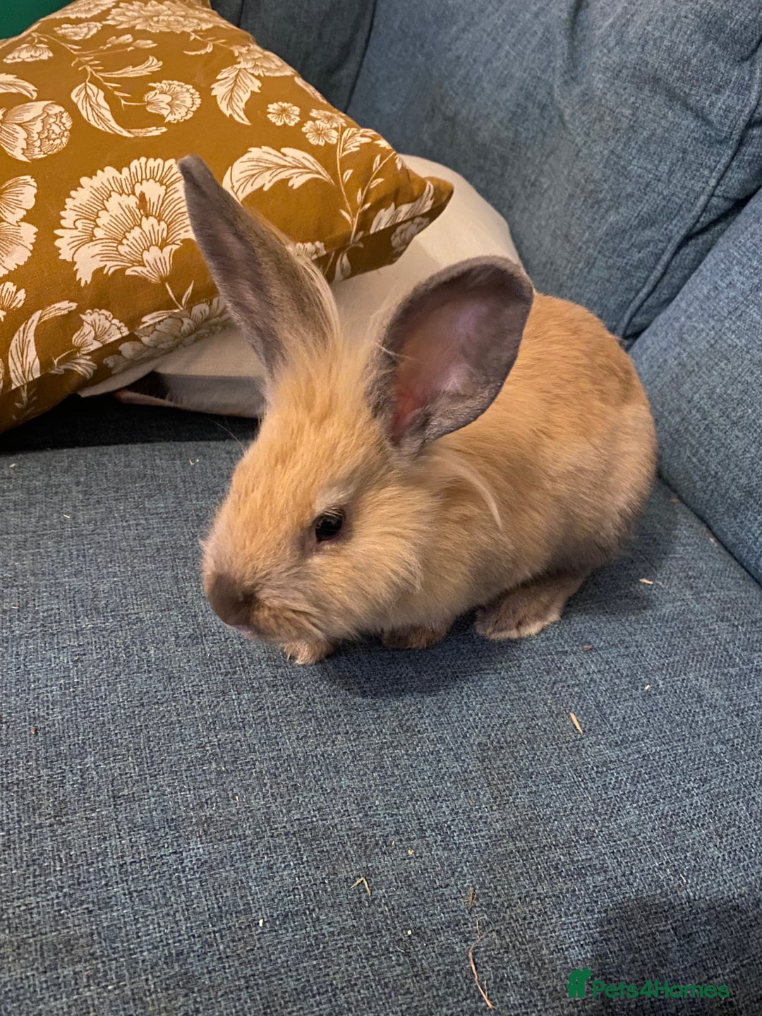 Lionhead rabbits for sale: Need rehoming before 2nd February  - Advert 8