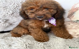 Cockapoo dogs for sale: 6 Beautiful, f1b fully DNA &HEATH CLEAR PARENTS.  - Image 4