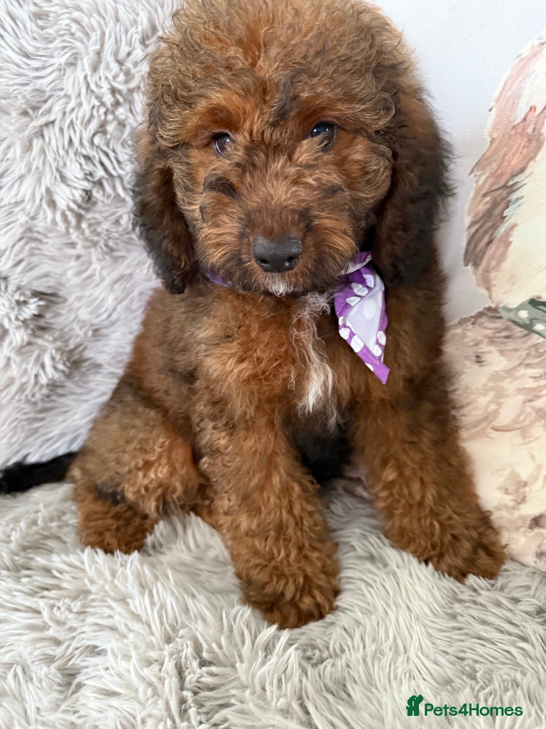Cockapoo dogs for sale: 6 Beautiful, f1b fully DNA &HEATH CLEAR PARENTS.  - Image 4