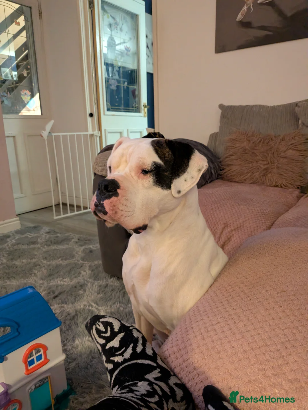 American Bulldog dogs for sale: Female American bulldog  - Advert 1