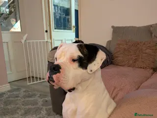 American Bulldog dogs Female American bulldog - Advert 2