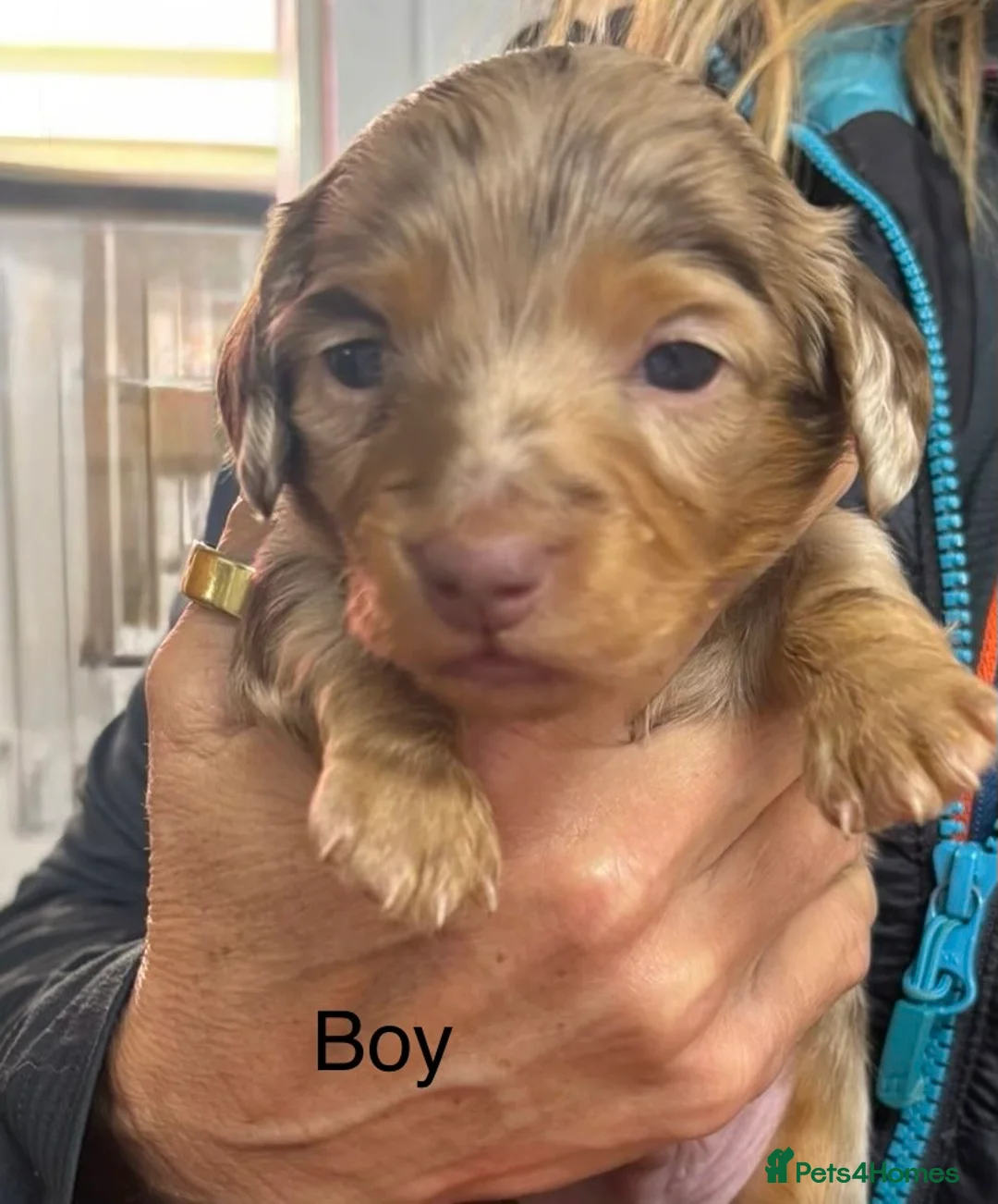 Dachshund dogs for sale: Long hair dachshunds  - Advert 23