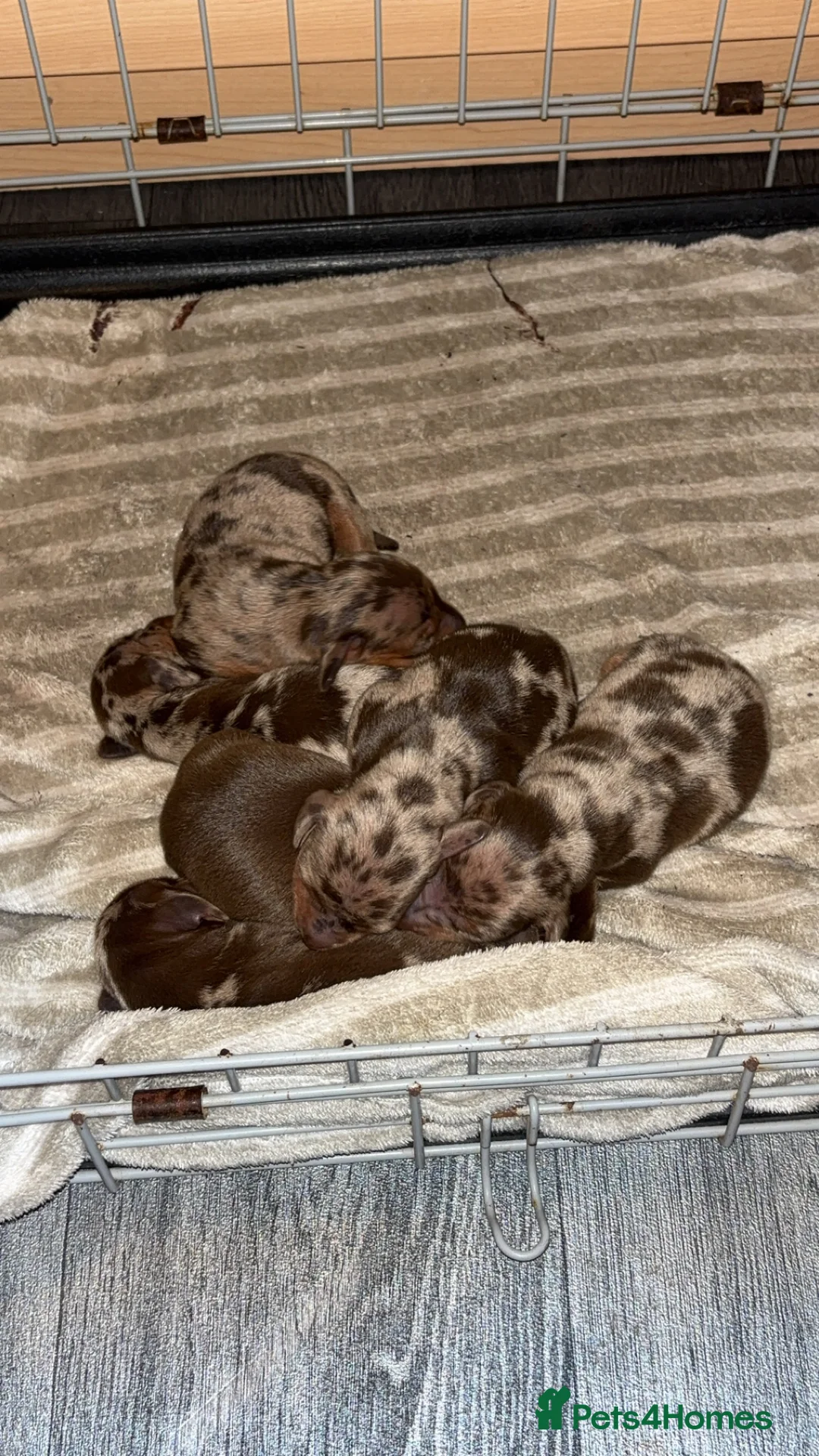Dachshund dogs for sale: Miniature dashshund puppy’s  - Advert 3