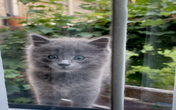British Longhair cats for sale: Fluffy Grey British Longhair Kittens - Image 8