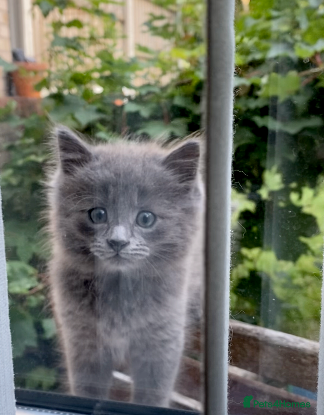 British Longhair cats for sale: Fluffy Grey British Longhair Kittens - Image 8