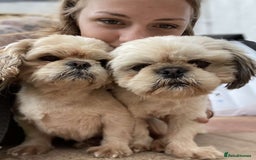 Shih Tzu dogs for stud: KC registered stud dog in Cullompton - Image 3