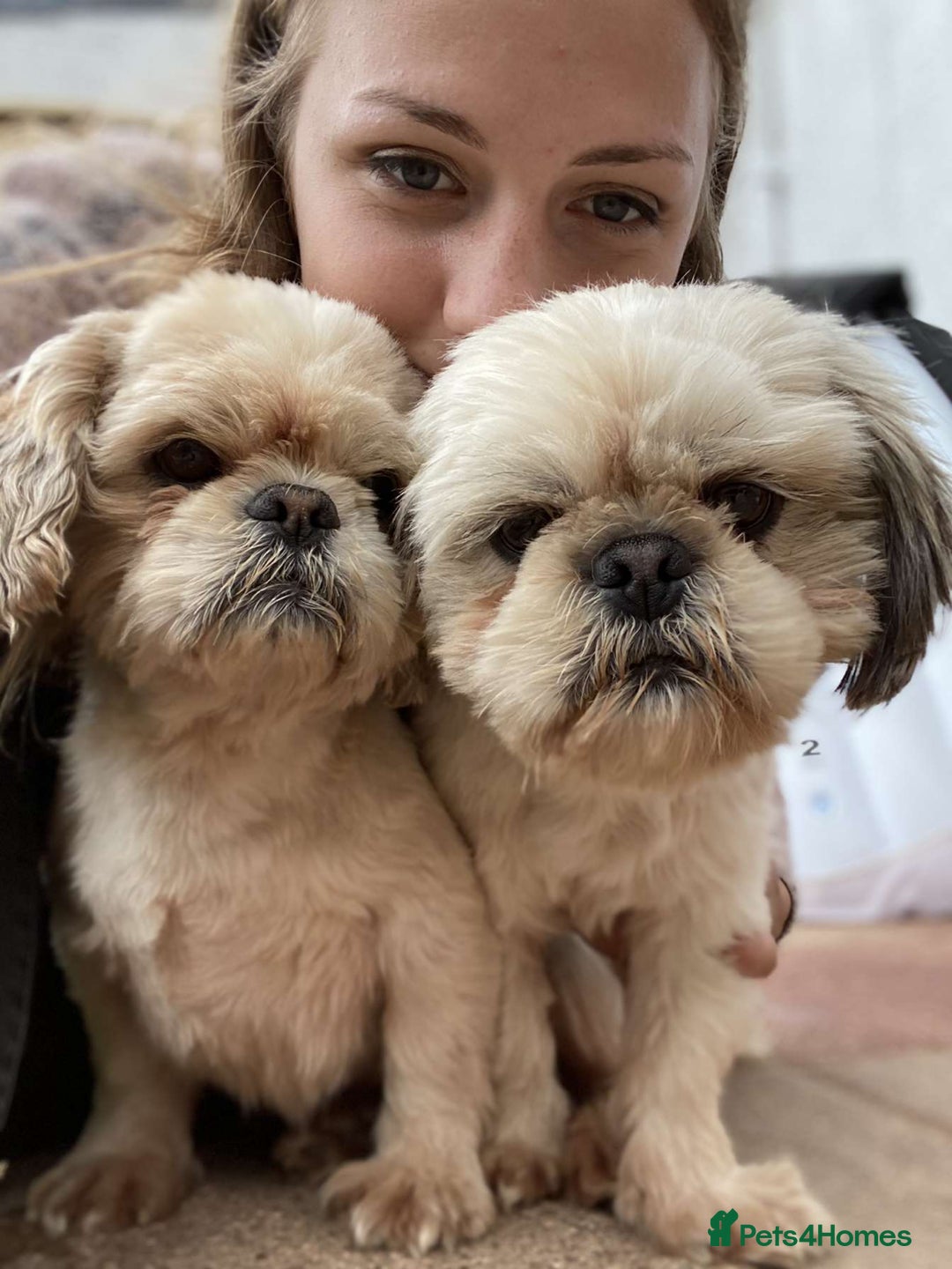 Shih Tzu dogs for stud: KC registered stud dog in Cullompton - Image 3