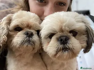 Shih Tzu dogs KC registered stud dog - Advert 3