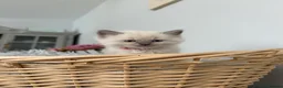Ragdoll cats for sale: Beautiful Ragdoll Kittens – Health Tested Parents. - Advert 11