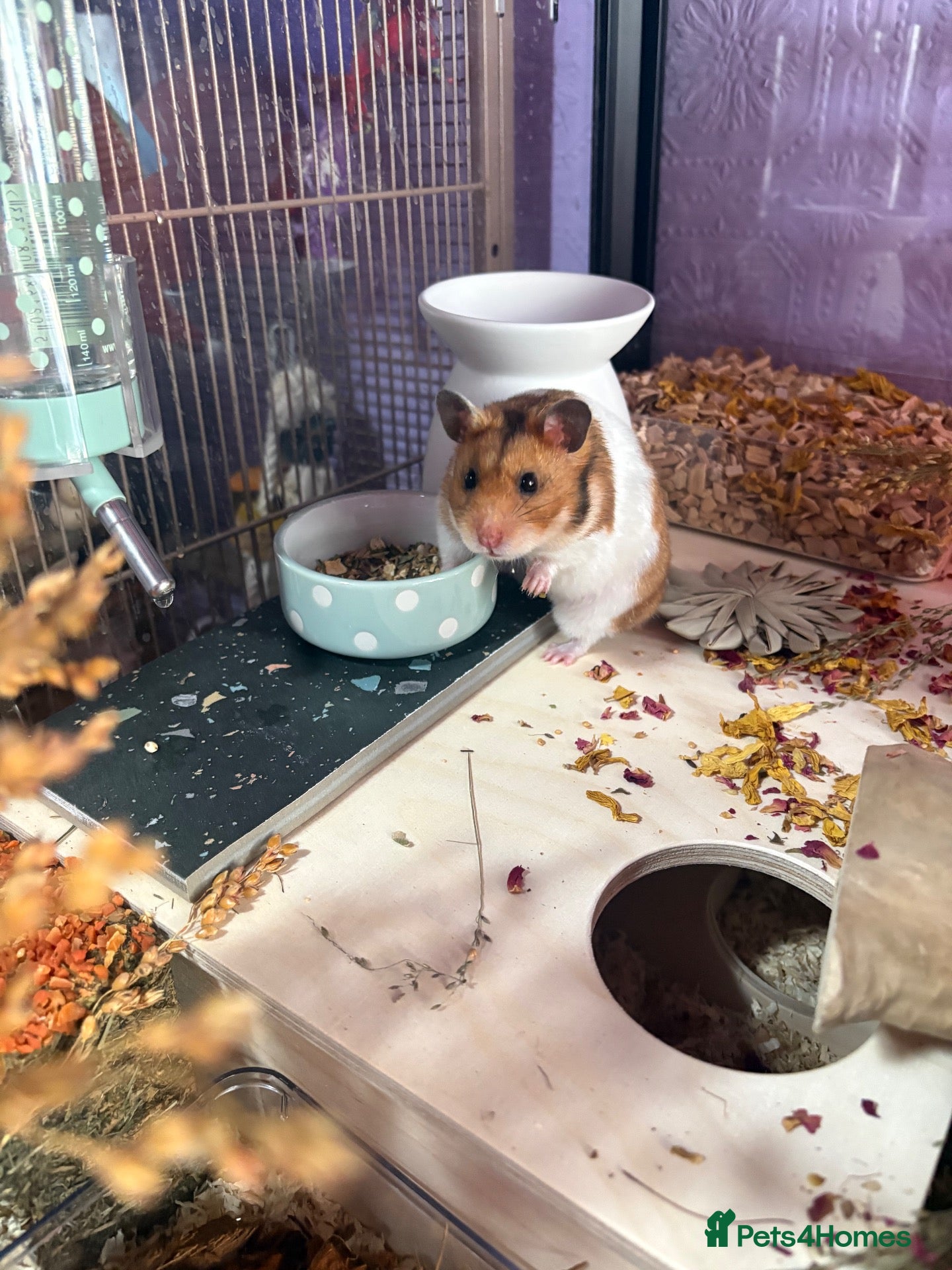 Hamster rodents Hamster for rehoming  - Advert 2