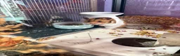Hamster rodents for sale: Hamster for rehoming  - Advert 1