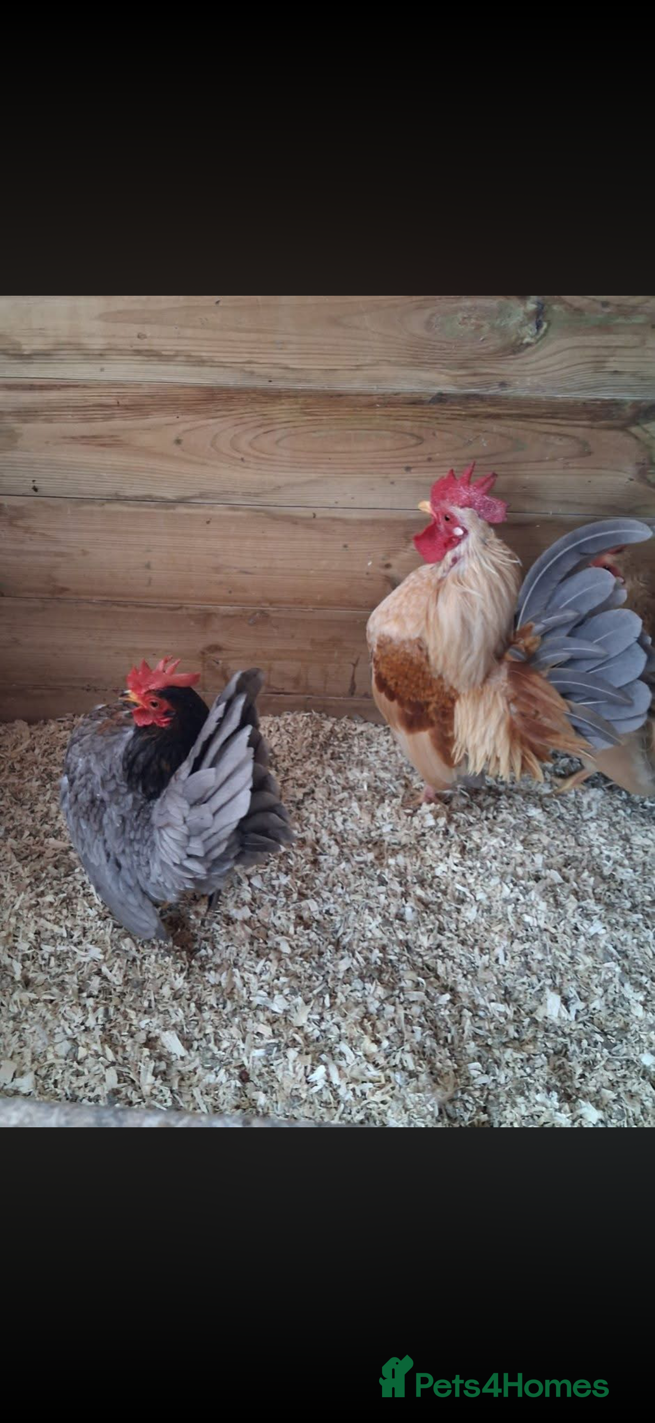 Chickens poultry Serama pair for sale smallest bantam chickens  - Advert 4