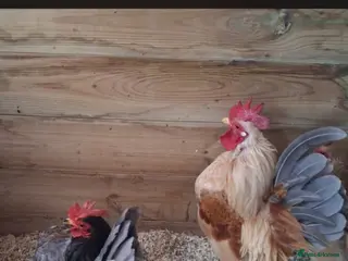 Chickens poultry Serama pair for sale smallest bantam chickens - Advert 3