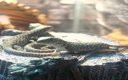 Lizard reptiles for sale: Free jewelled lacertas read description  - Image 2
