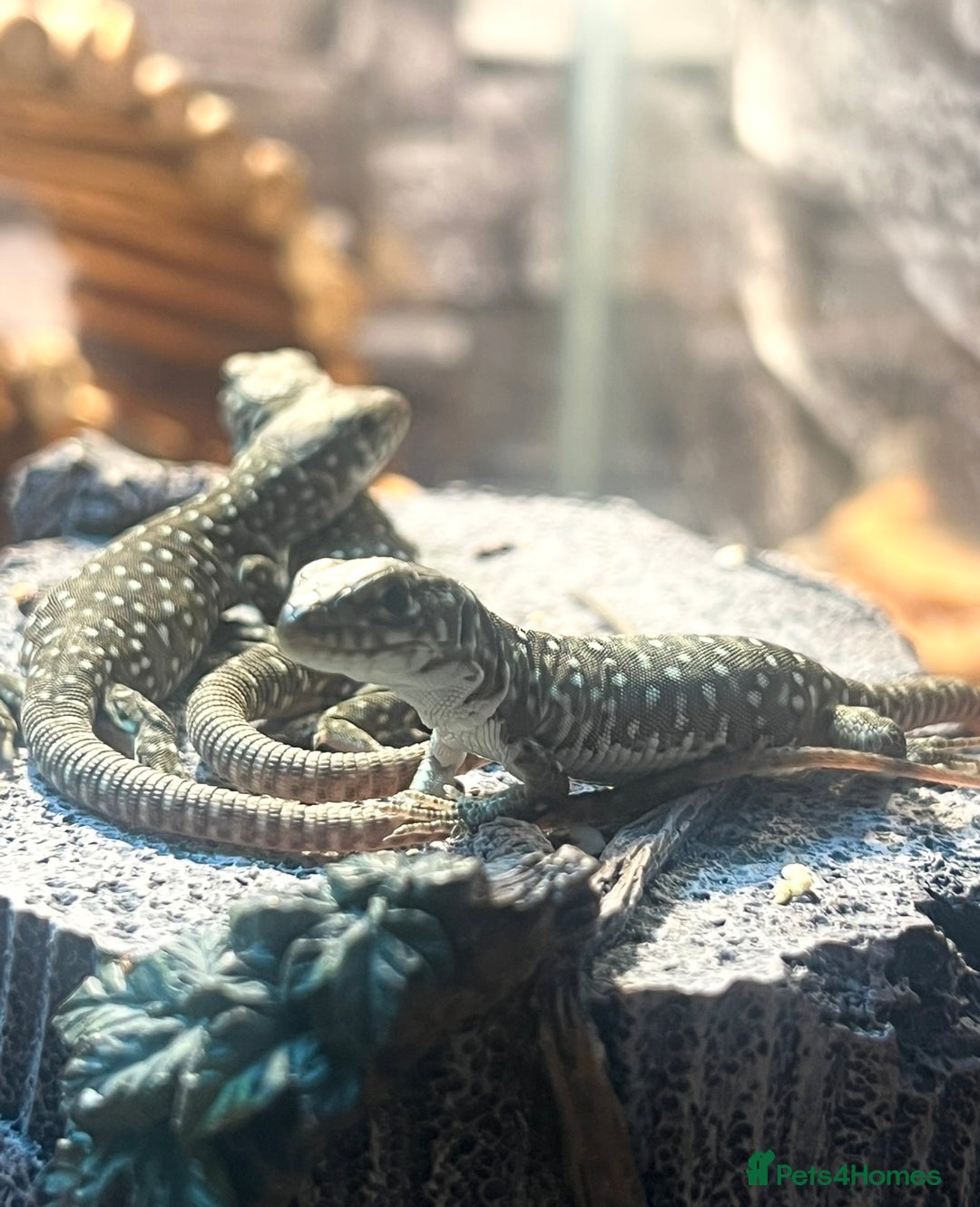 Lizard reptiles for sale: Free jewelled lacertas read description  - Image 2