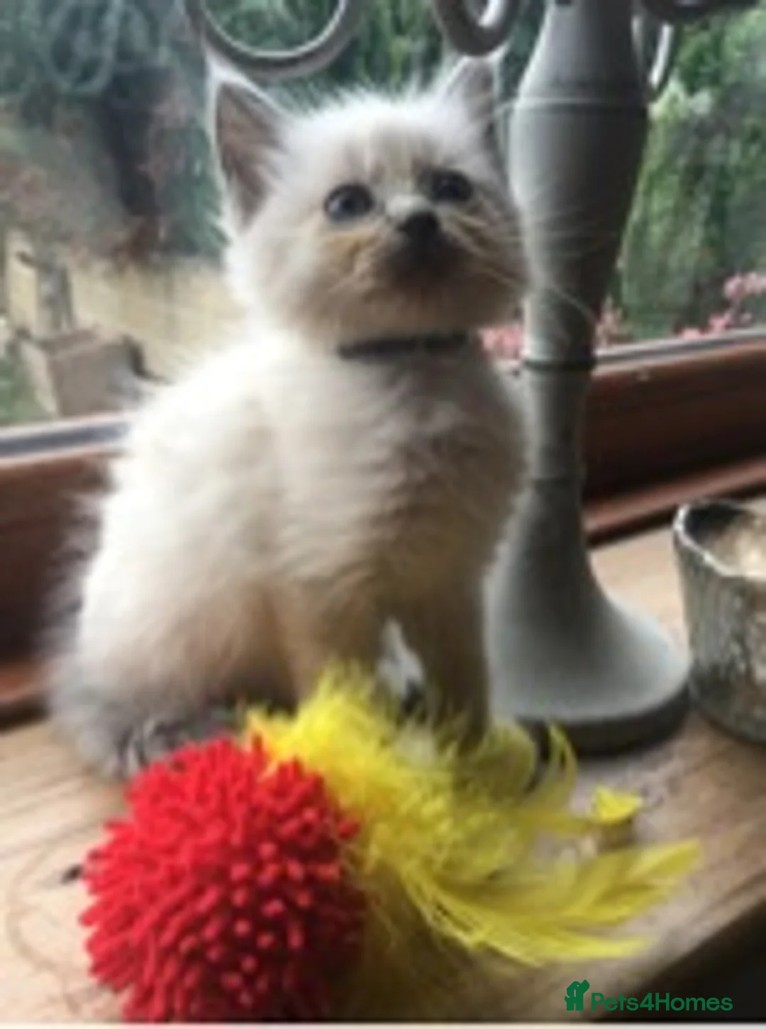 Ragdoll cats for stud: several studs available 100% proven in Brighouse - Advert 4