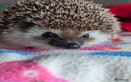Pygmy Hedgehog rodents for sale: Herbert 6 month old Male Hedgehog/ AVAILABLE  - Image 3