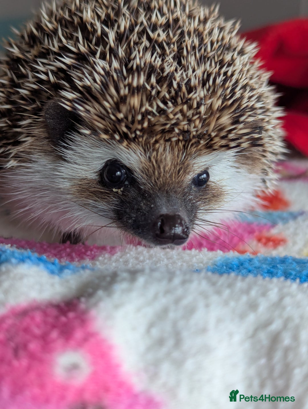 Pygmy Hedgehog rodents for sale: Herbert 6 month old Male Hedgehog/ AVAILABLE  - Image 3
