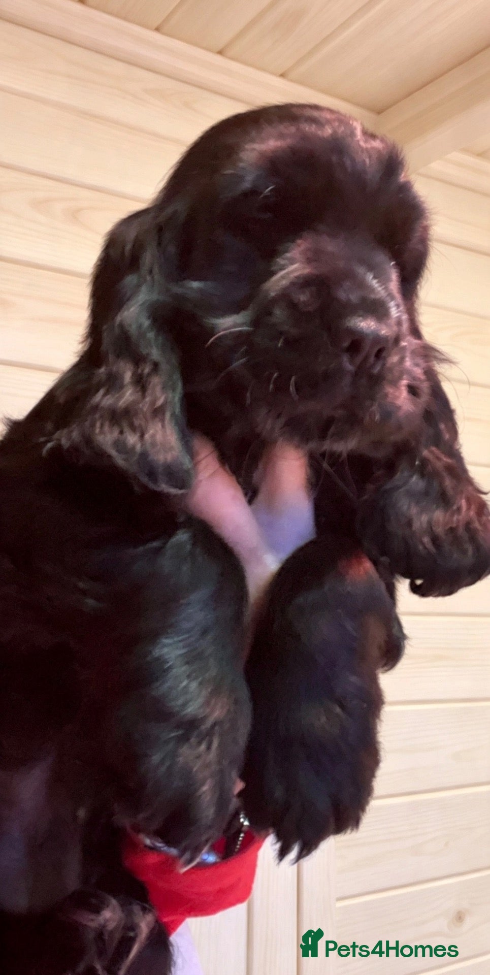 Cocker Spaniel dogs Pedigree Show Cockers - Advert 3
