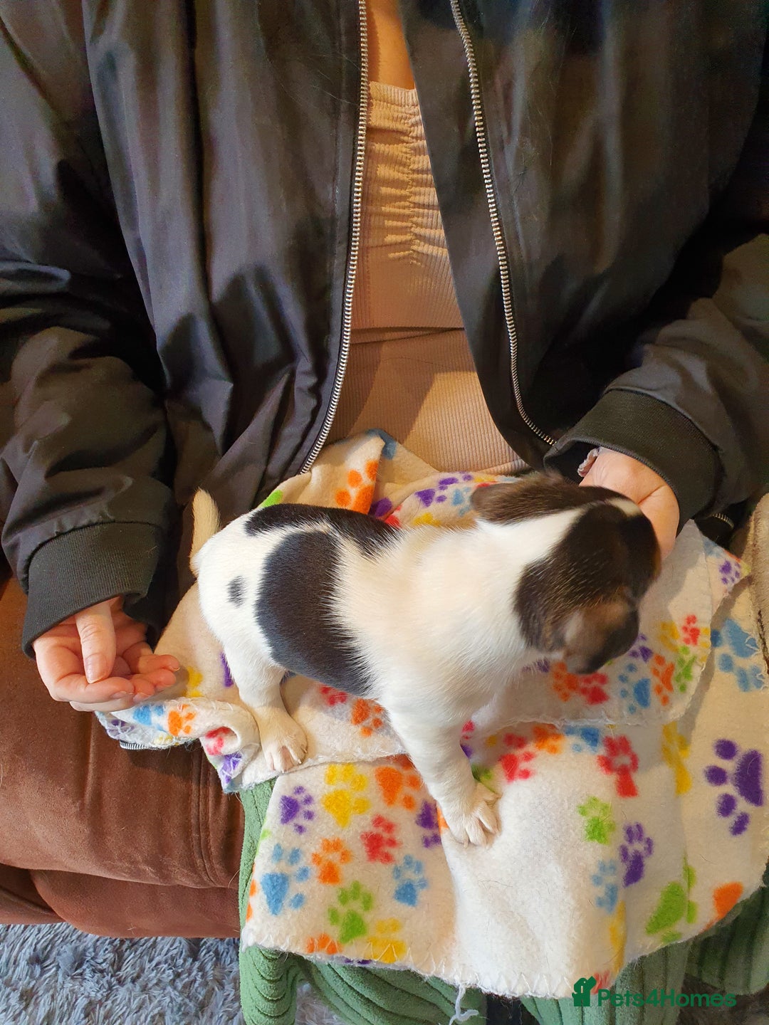Jack Russell dogs for sale: Stunning Jack Russell Puppies  - Image 16