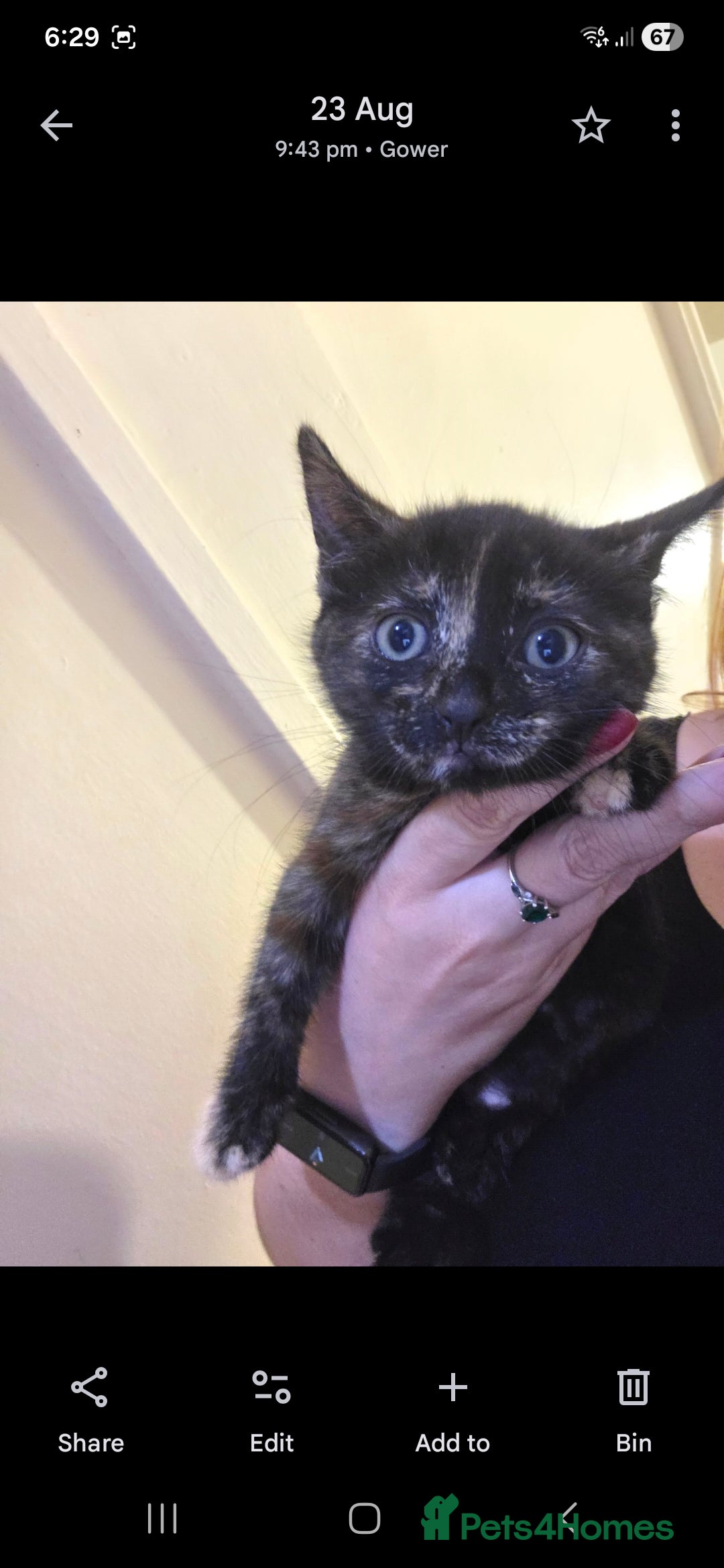 Mixed Breed cats for sale:  Beautiful Kittens Looking for Loving Homes - Advert 8