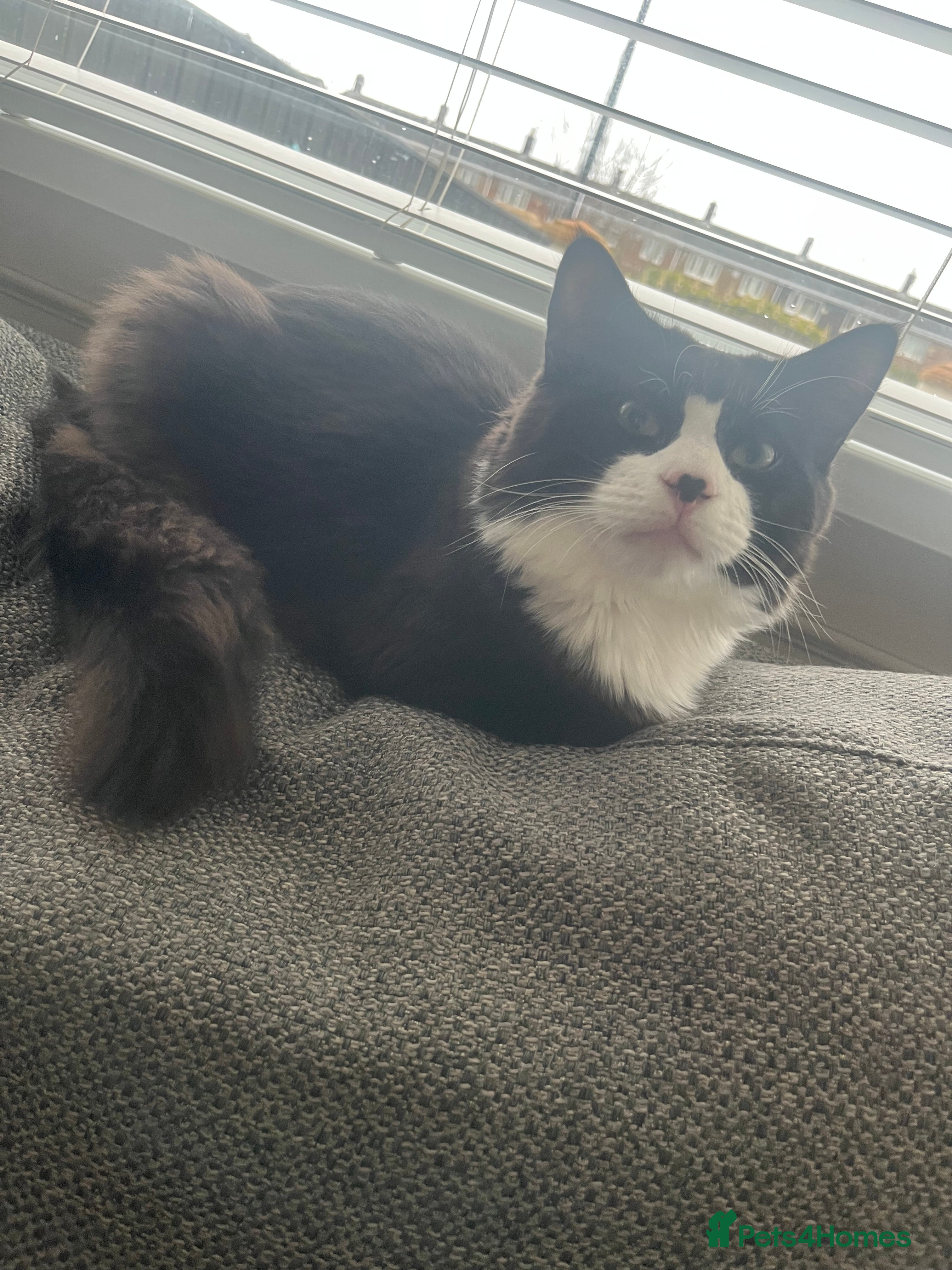 Mixed Breed cats 8 month old medium haired male - Advert 8