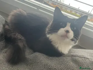 Mixed Breed cats 8 month old medium haired male - Advert 1