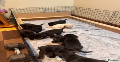 Labrador Retriever dogs - Advert 7