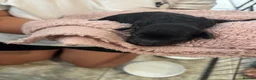 Sproodle dogs for sale: F1B sproodle puppies  in Nantwich - Advert 7
