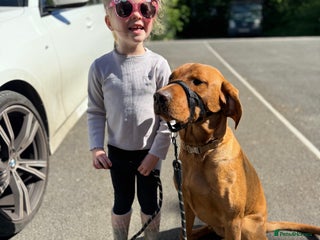 Labrador Retriever dogs 1 year old Labrador - Advert 8