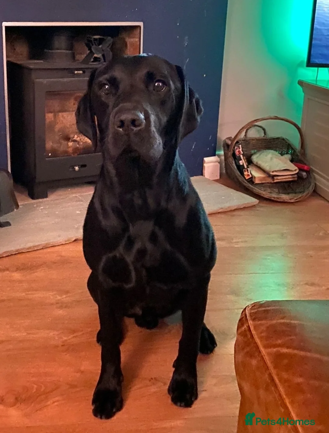 Labrador Retriever dogs for stud: Proven KC Labrador Stud in Stoke-on-Trent - Advert 2