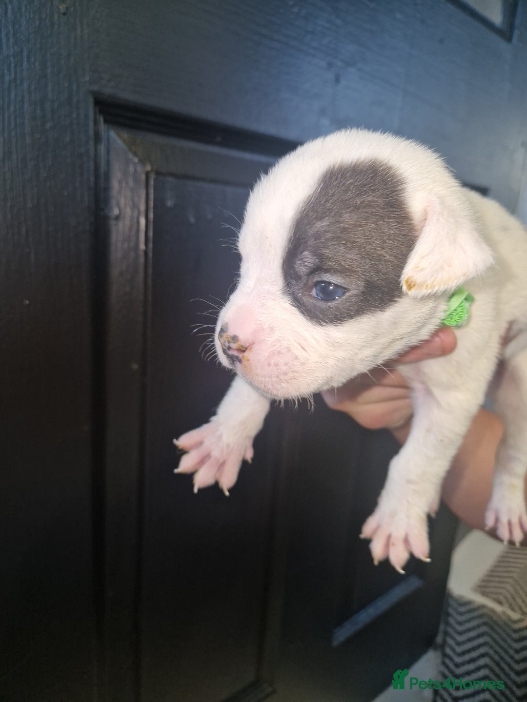 American Bulldog dogs for sale: American  bulldog  pups - Image 7