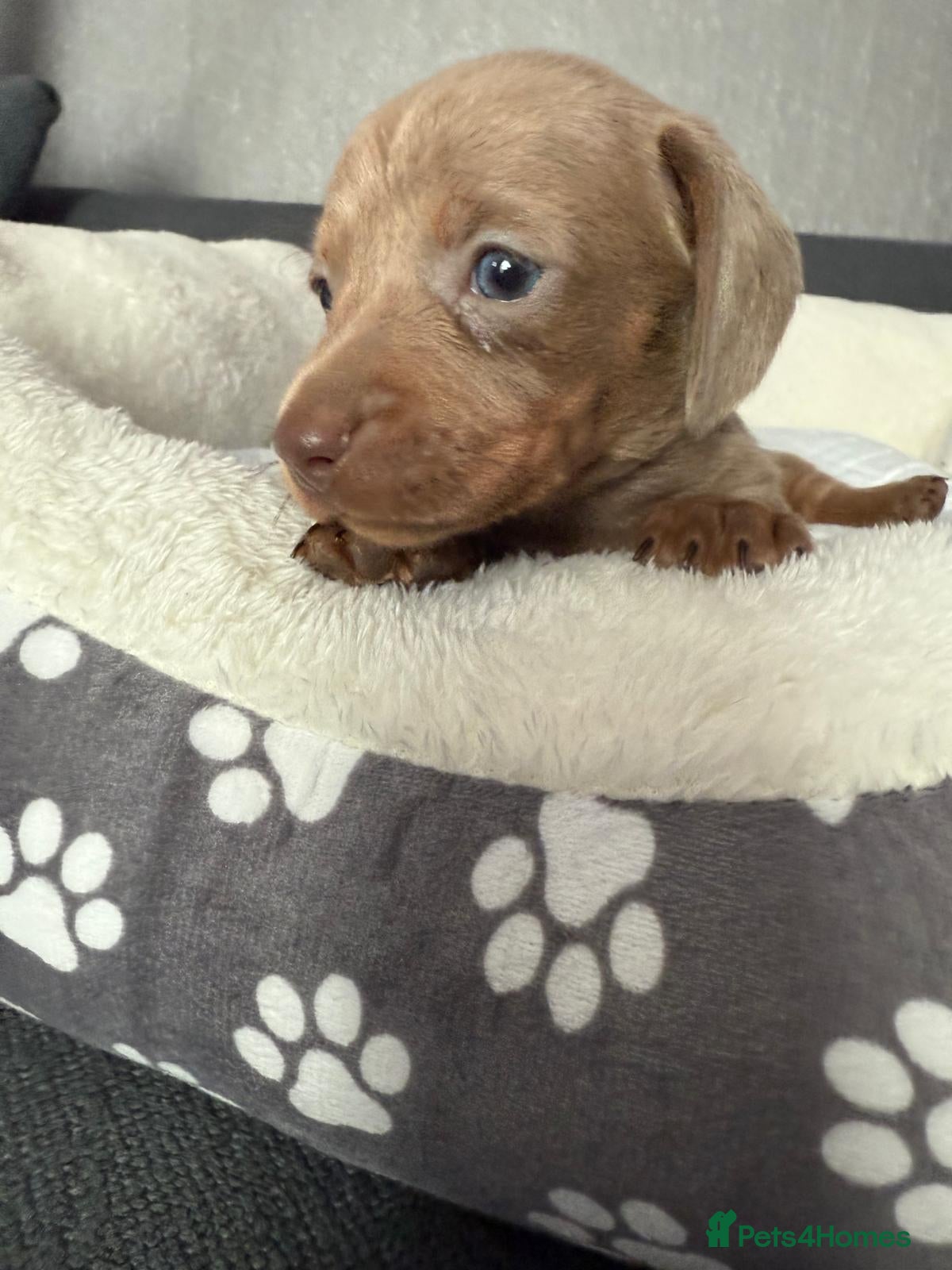 Dachshund dogs Gorgeous litter🌈 - Advert 16