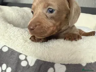 Dachshund dogs Gorgeous litter🌈 - Advert 16