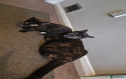 Brazilian Shorthair cats for sale: Tortoiseshell kittens female 2 available  - Image 7
