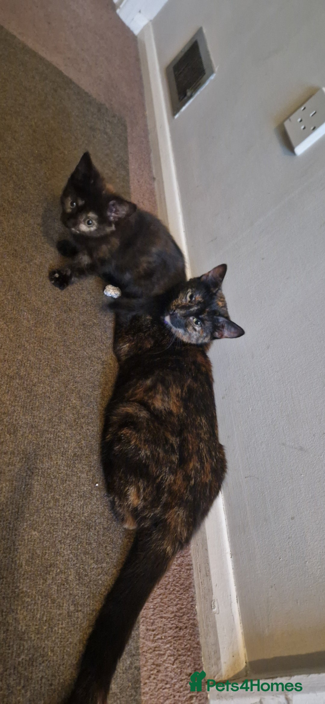 Brazilian Shorthair cats for sale: Tortoiseshell kittens female 2 available  - Image 7