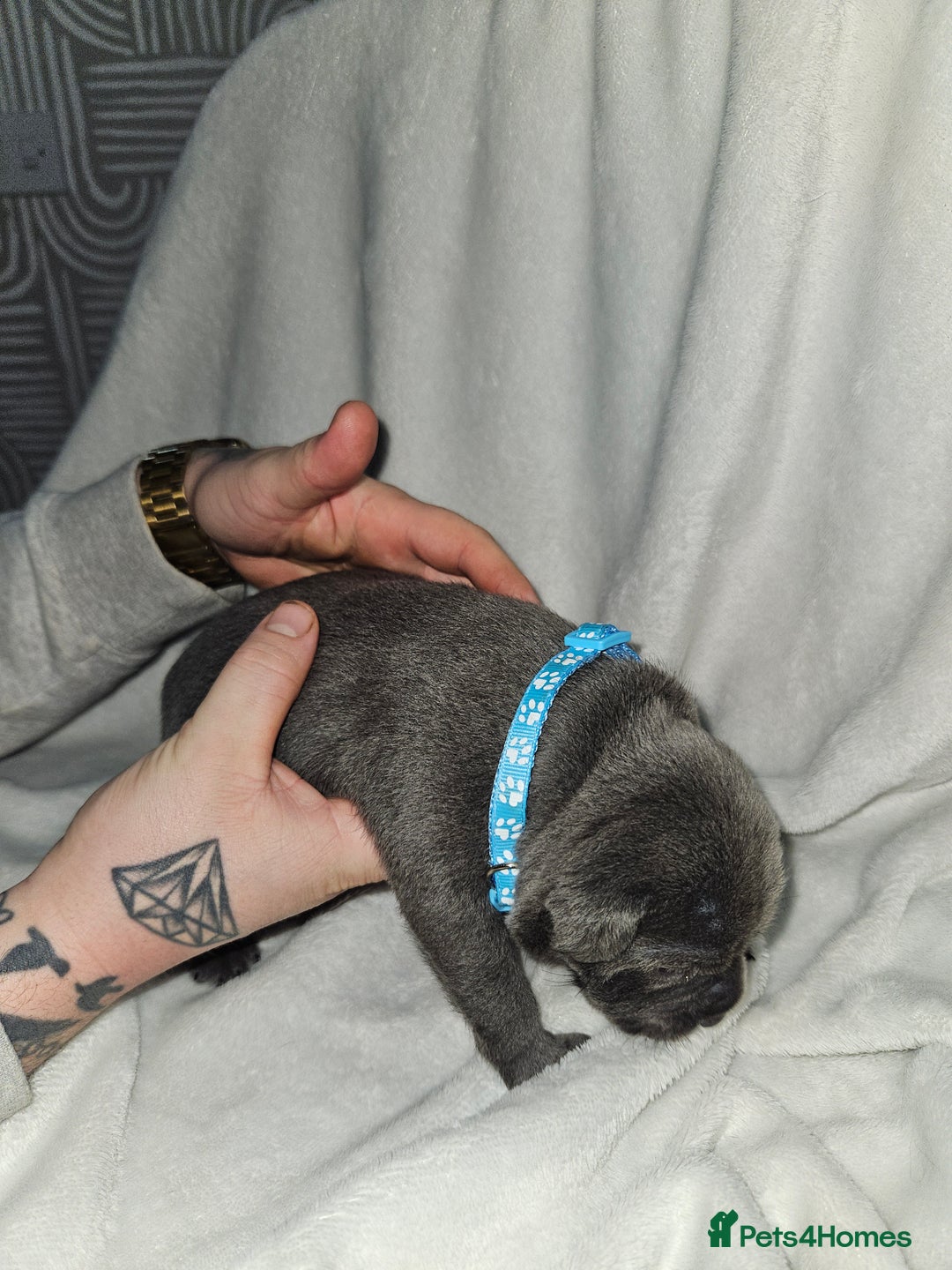 Staffordshire Bull Terrier dogs for sale: Beautiful chunky blues! - Advert 15