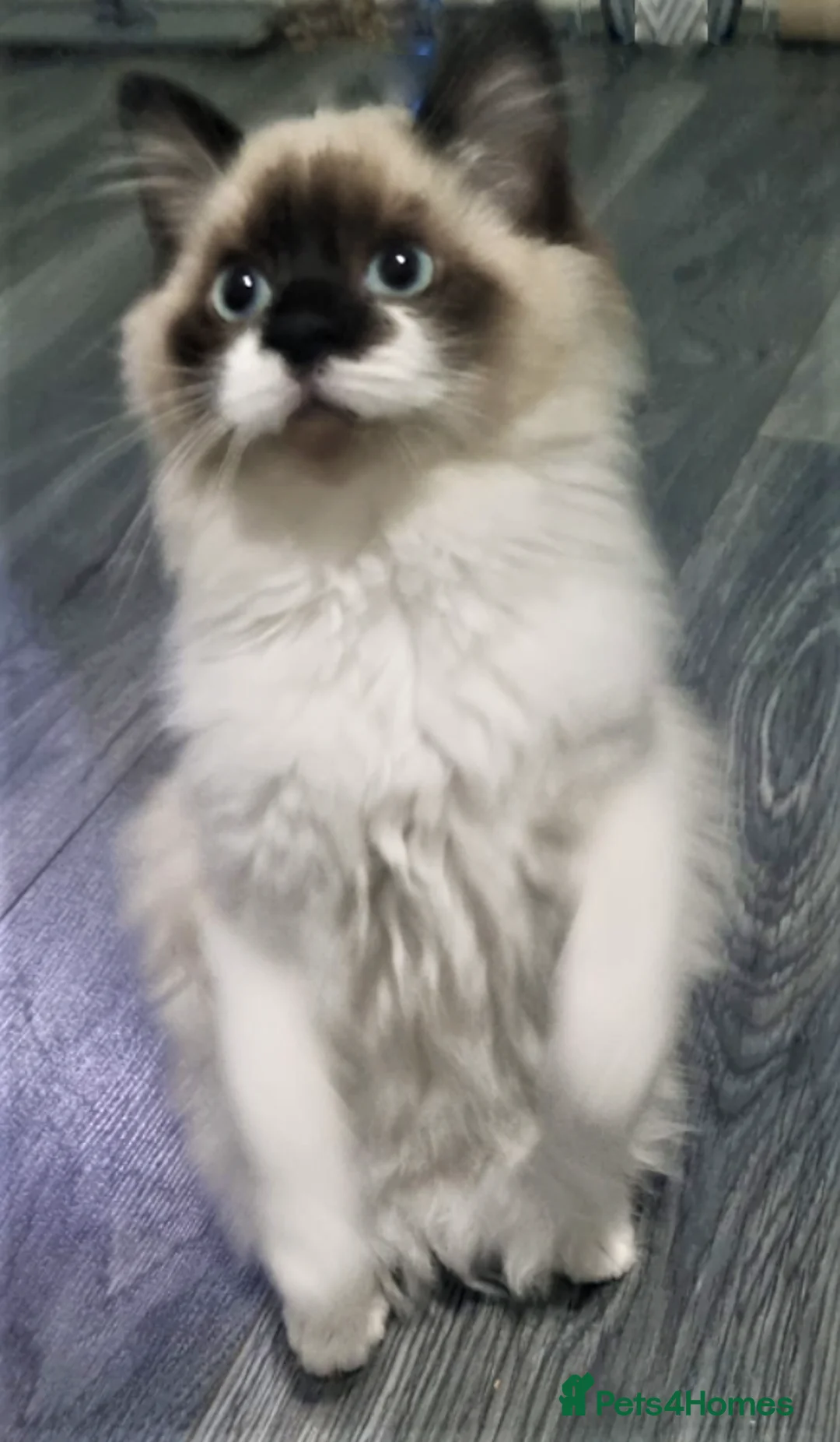 Ragdoll cats for sale: Last Stunning Full Pedigree Ragdoll Baby Ready Now - Advert 2