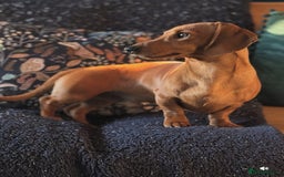 Miniature Dachshund dogs for stud: Short-haired red miniature dachsund - Image 2