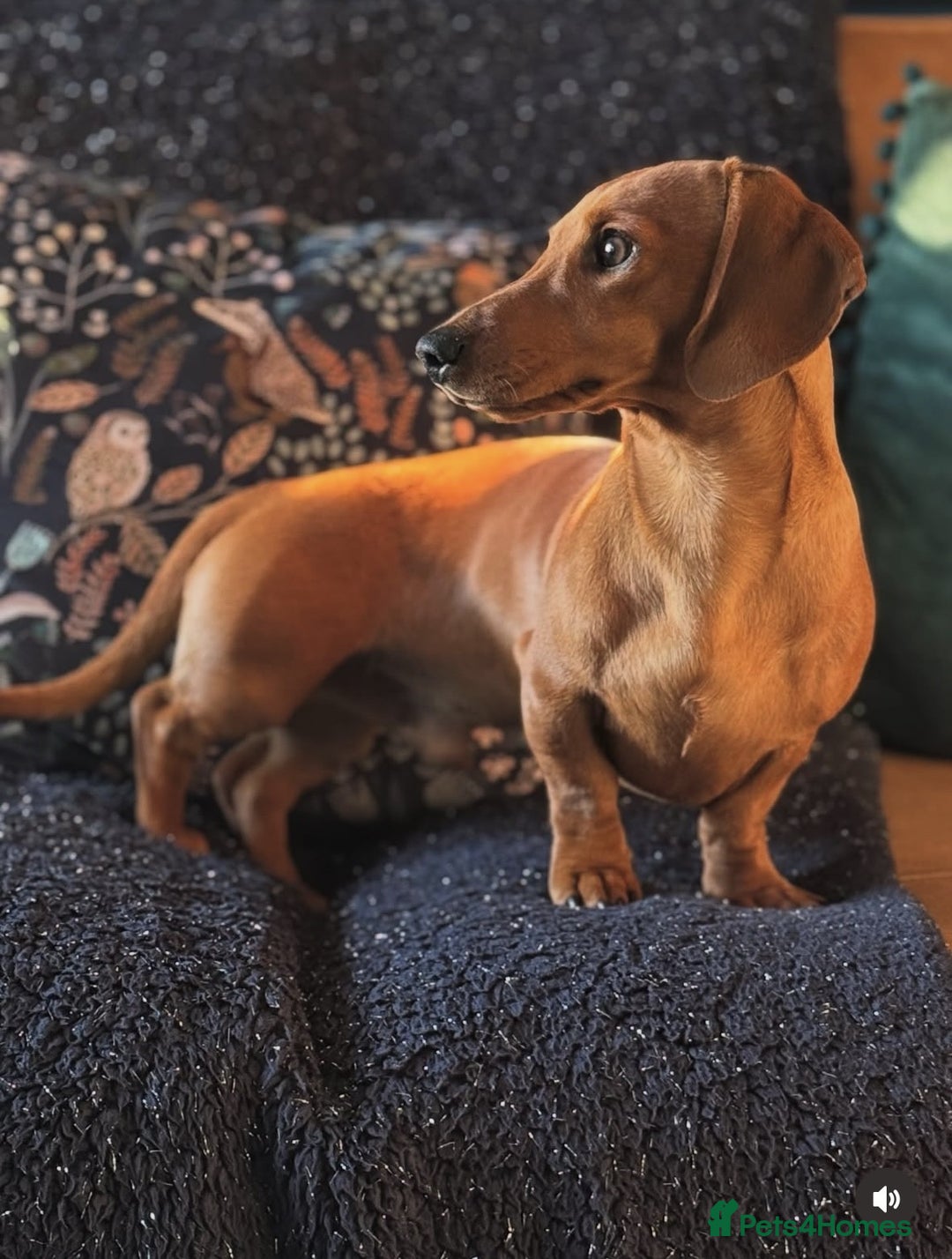 Miniature Dachshund dogs for stud: Short-haired red miniature dachsund - Image 2